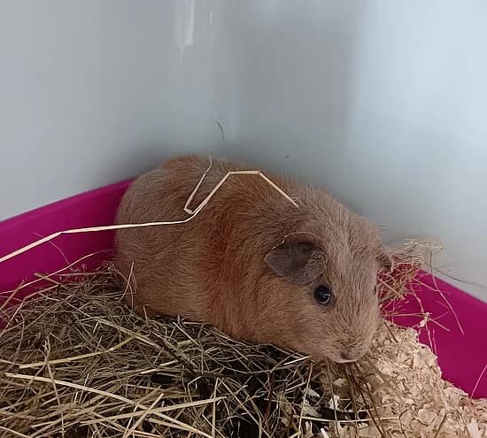 Tristana, female mixed breed for adoption at Tierheim Koblenz, Koblenz