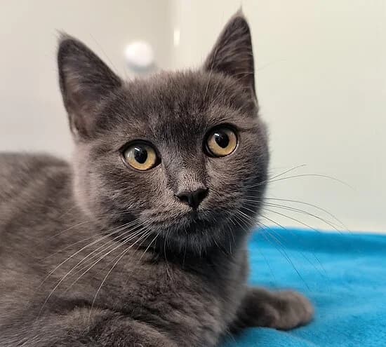Catan, male puppy European Shorthair for adoption at Tierheim Koblenz, Koblenz