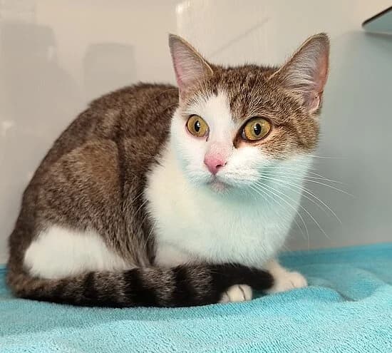 Halli, female young European Shorthair for adoption at Tierheim Koblenz, Koblenz