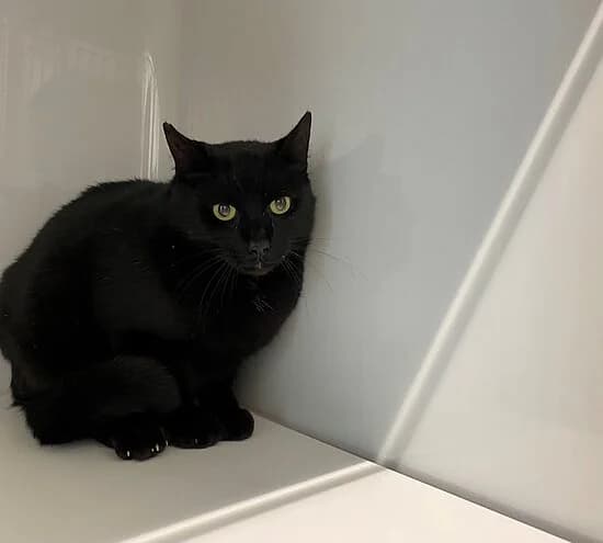 Caroline, female European Shorthair for adoption at Tierheim Koblenz, Koblenz