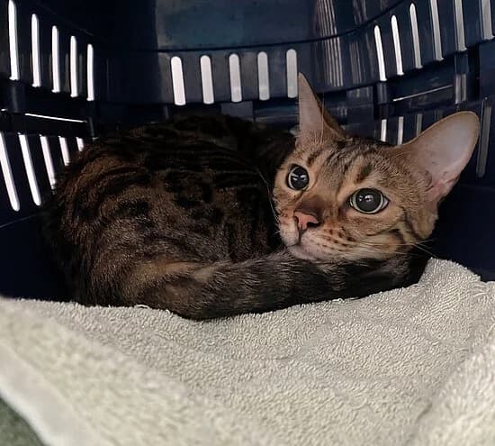 Ella, female senior Bengal for adoption at Tierheim Koblenz, Koblenz