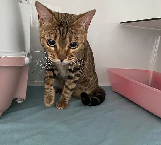 Lulu, female 5yo Bengal for adoption at Tierheim Koblenz, Koblenz