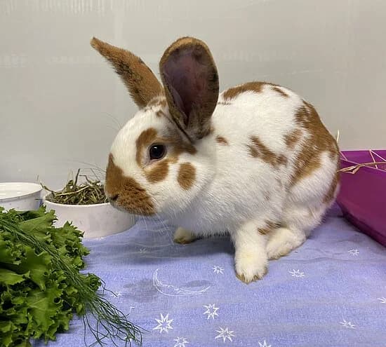 Werner, male mixed breed for adoption at Tierheim Koblenz, Koblenz