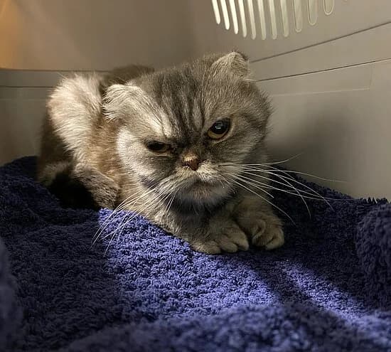 Memory, female Persian for adoption at Tierheim Koblenz, Koblenz