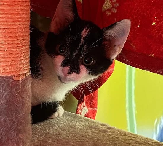 Dixit, female European Shorthair for adoption at Tierheim Koblenz, Koblenz