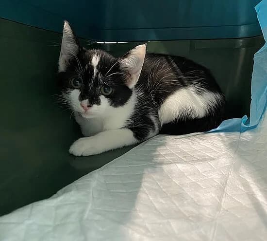 Dixit, female European Shorthair for adoption at Tierheim Koblenz, Koblenz