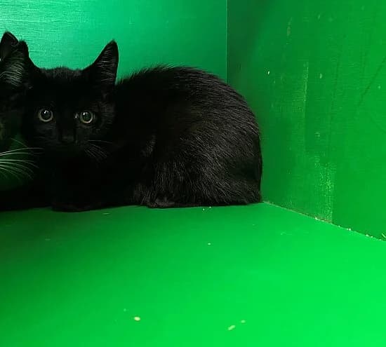 Spinnderella, female European Shorthair for adoption at Tierheim Koblenz, Koblenz
