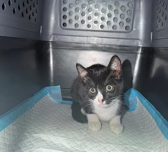 Cascadia, female European Shorthair for adoption at Tierheim Koblenz, Koblenz