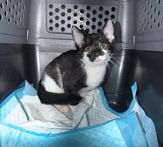 Halma, female European Shorthair for adoption at Tierheim Koblenz, Koblenz