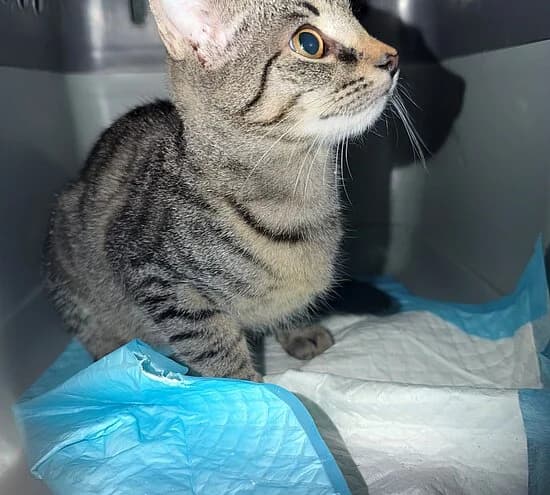 Dame, female European Shorthair for adoption at Tierheim Koblenz, Koblenz