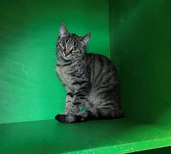 Dame, female European Shorthair for adoption at Tierheim Koblenz, Koblenz