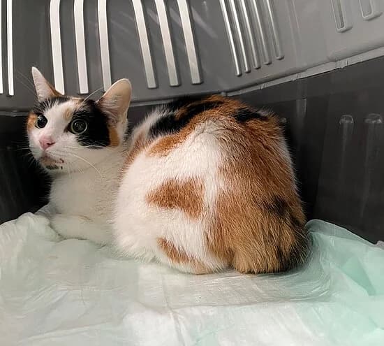Stella, female senior European Shorthair for adoption at Tierheim Koblenz, Koblenz