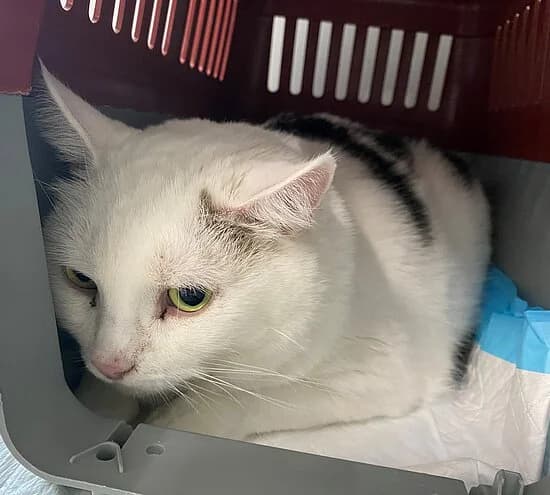 Yoda, female 7yo European Shorthair for adoption at Tierheim Koblenz, Koblenz