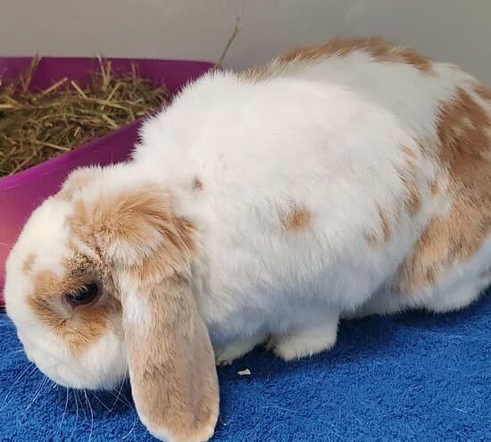 Momo, male 6yo mixed breed for adoption at Tierheim Koblenz, Koblenz