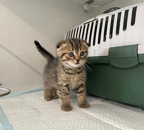 Poker, male Scottish Fold for adoption at Tierheim Koblenz, Koblenz