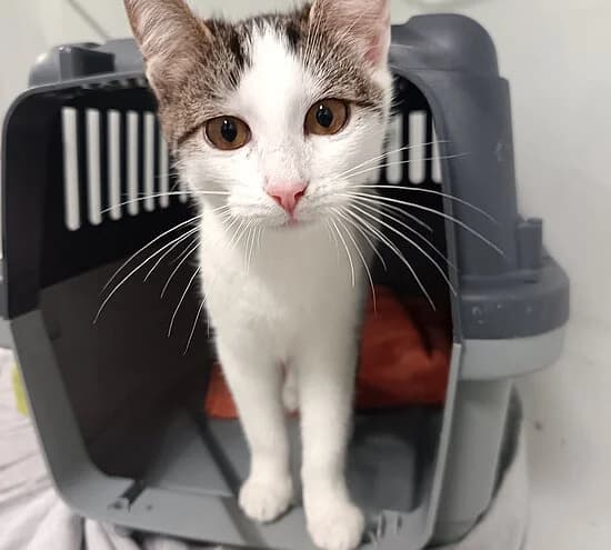 Julie, female puppy European Shorthair for adoption at Tierheim Koblenz, Koblenz