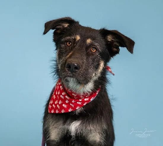 Jenny, male young Mixed Breed for adoption at Tierheim Koblenz, Koblenz