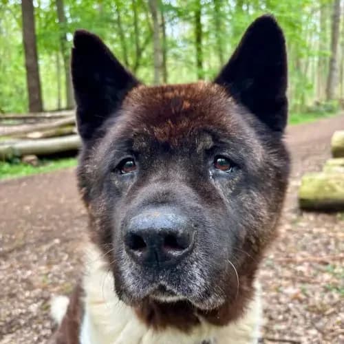 Attila (Zuhause und Paten gesucht), male senior Akita for adoption at Tierheim Köln, Cologne