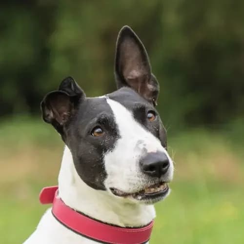 Bella (Zuhause und Paten gesucht), female senior Bull Terrier for adoption at Tierheim Köln, Cologne