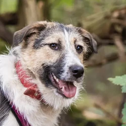 Bella, female puppy Mixed Breed for adoption at Tierheim Köln, Cologne