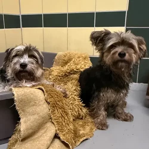 Benek und Chiko (nur zusammen), male 6yo Yorkshire Terrier for adoption at Tierheim Köln, Cologne