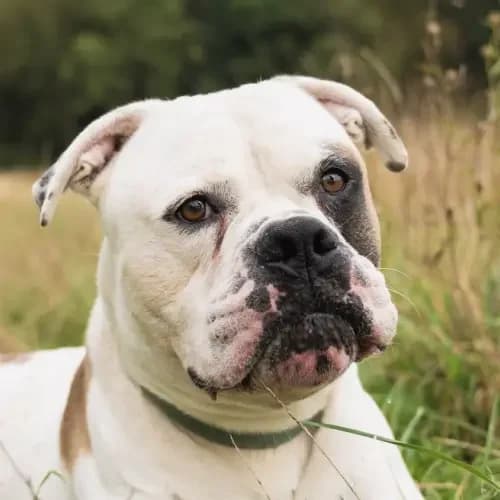 Bernie, male 5yo English Bulldog for adoption at Tierheim Köln, Cologne