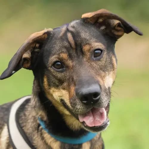 Becksi, male young Mixed Breed for adoption at Tierheim Köln, Cologne