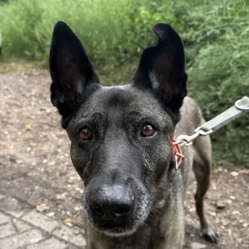 Bonnie, female senior Belgian Malinois for adoption at Tierheim Köln, Cologne