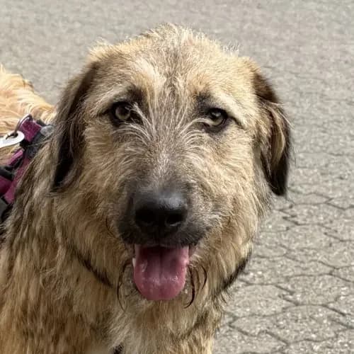Bonie, female Mixed Breed for adoption at Tierheim Köln, Cologne