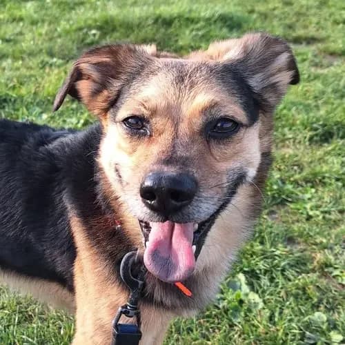 Elvis (Zuhause und Paten gesucht), male 6yo Mixed Breed for adoption at Tierheim Köln, Cologne