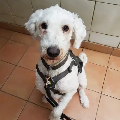 Erika, female 6yo Komondor for adoption at Tierheim Köln, Cologne