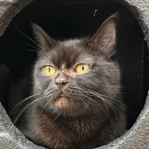 Frau Halmich, female 5yo European Shorthair for adoption at Tierheim Köln, Cologne