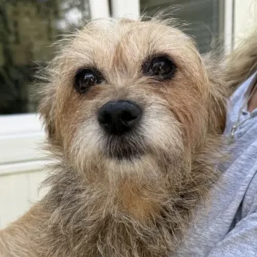 Gigi, female 6yo mixed breed for adoption at Tierheim Köln, Cologne