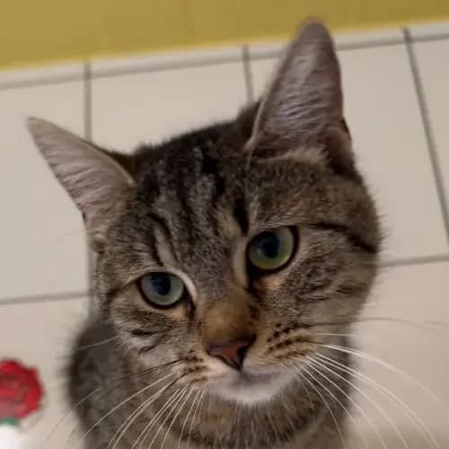 Grey, female mixed breed for adoption at Tierheim Köln, Cologne