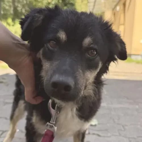 Jack, male 3yo Mixed Breed for adoption at Tierheim Köln, Cologne