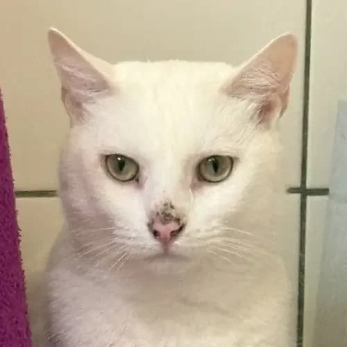 Kater Nala, male mixed breed for adoption at Tierheim Köln, Cologne
