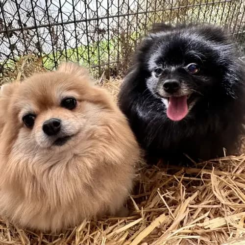 Lilly und Jiff (in unserem bmt-Eifelhof), schwarz male senior mixed breed for adoption at Tierheim Köln, Cologne