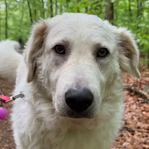 Lola, weiß female 4yo mixed breed for adoption at Tierheim Köln, Cologne