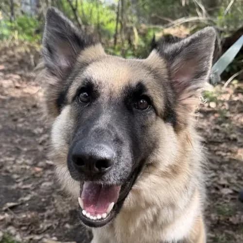 Lulu, female young German Shepherd for adoption at Tierheim Köln, Cologne