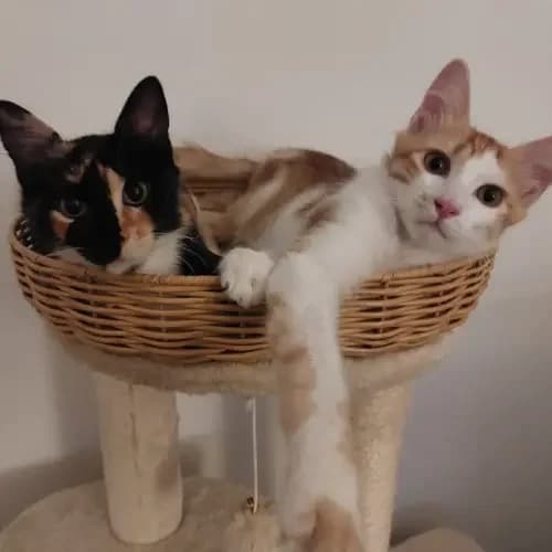 Mama Holly mit Finduns und Lotte, male 3yo European Shorthair for adoption at Tierheim Köln, Cologne