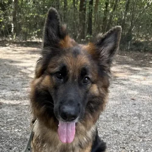 Mandy, female young German Shepherd for adoption at Tierheim Köln, Cologne