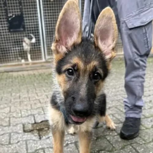 Max, male puppy German Shepherd for adoption at Tierheim Köln, Cologne