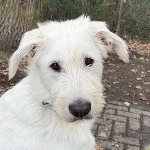 Maya, female senior Romanian Shepherd for adoption at Tierheim Köln, Cologne