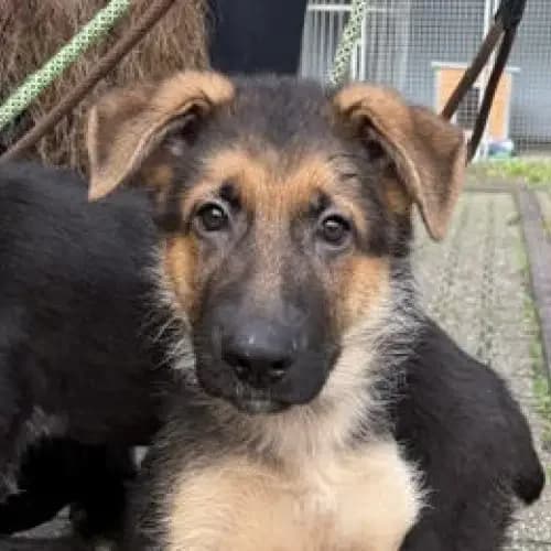 Menni, male puppy German Shepherd for adoption at Tierheim Köln, Cologne