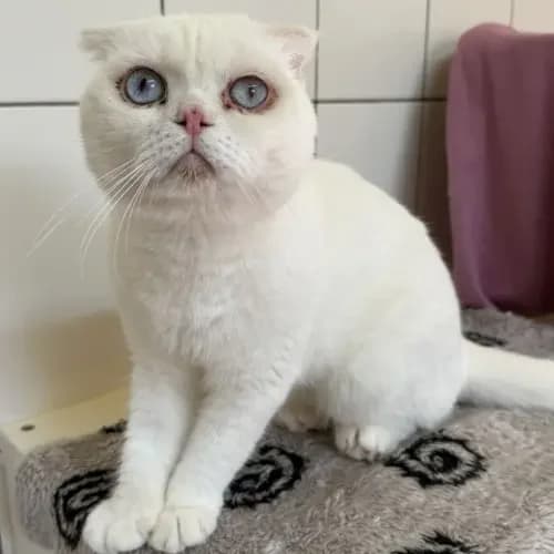 Milka und Ketchup, male young Scottish Fold for adoption at Tierheim Köln, Cologne