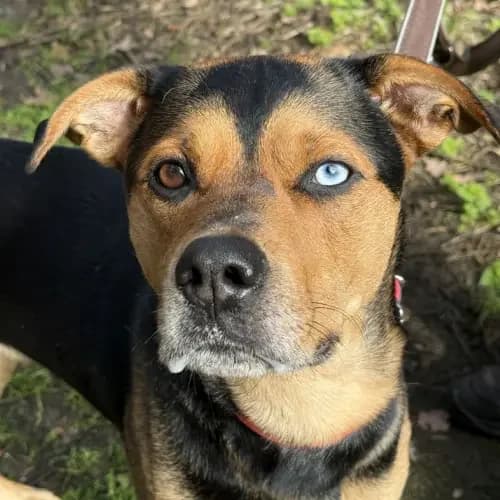 Nero, male 4yo Mixed Breed for adoption at Tierheim Köln, Cologne