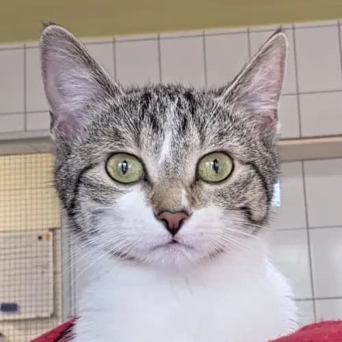 Olive und Feta, male young mixed breed for adoption at Tierheim Köln, Cologne