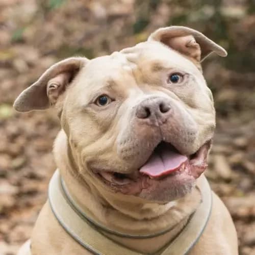Otti, male 4yo Staffordshire Bull Terrier for adoption at Tierheim Köln, Cologne