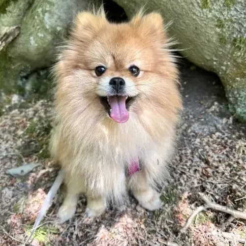 Otto (im bmt-Tierheim Eifelhof), male young Pomeranian for adoption at Tierheim Köln, Cologne