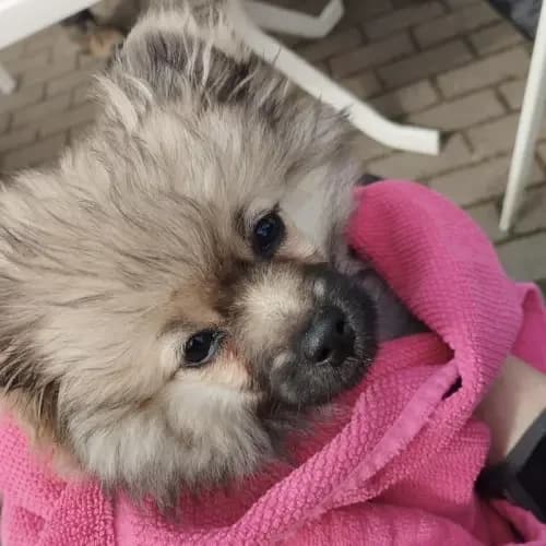 Pummeluff (im bmt-Tierheim Eifelhof), female puppy Pomeranian for adoption at Tierheim Köln, Cologne